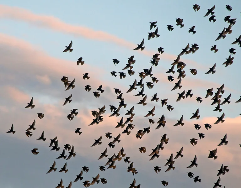 Large flock of Starlings flying on the sky.