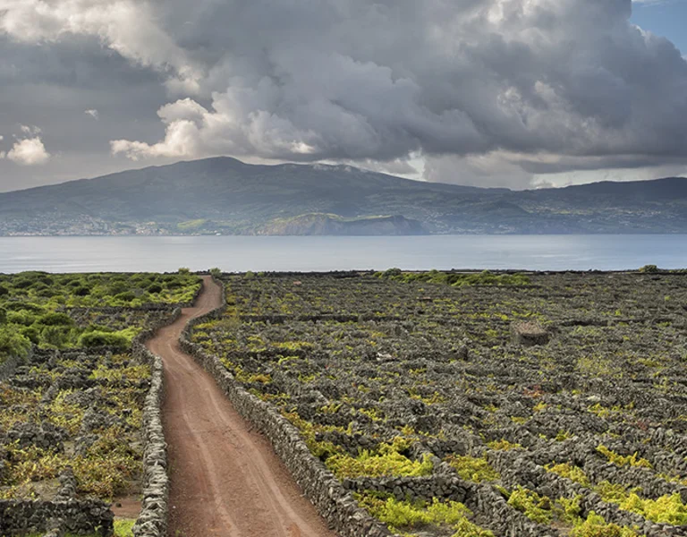 Criação Velha ilha do Pico Açores, Portugal