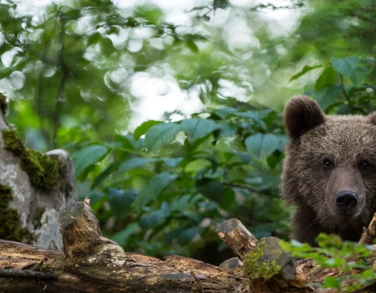 Bringing wildlife animals closer, though unique tourist products. Bear in the forest