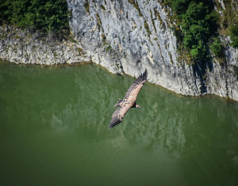 Griffon Vulture on the sky, regional park in Serbia