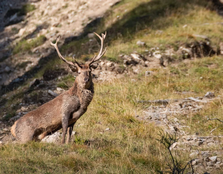 Deer at Swiss National Park
