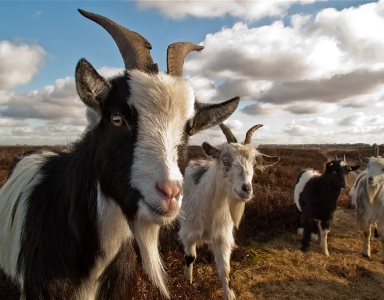 The Veluwe land goat