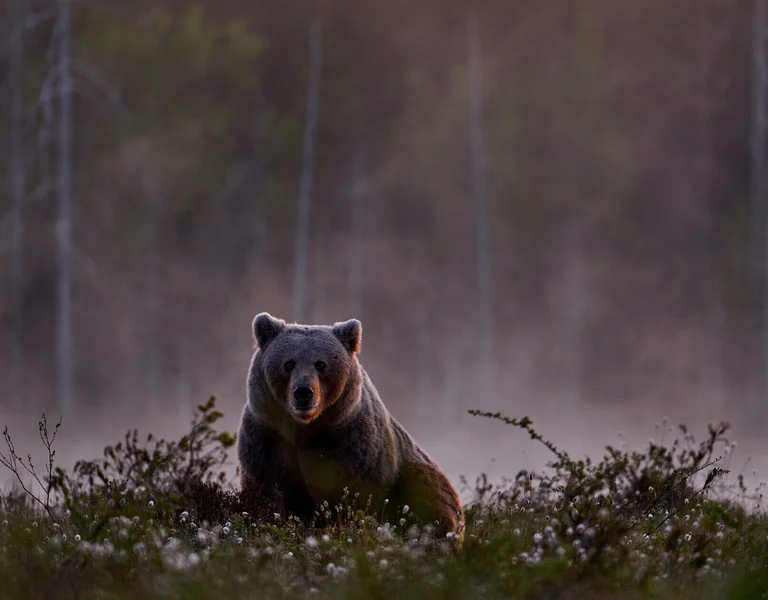 Wildlife scene from nature, Romania.