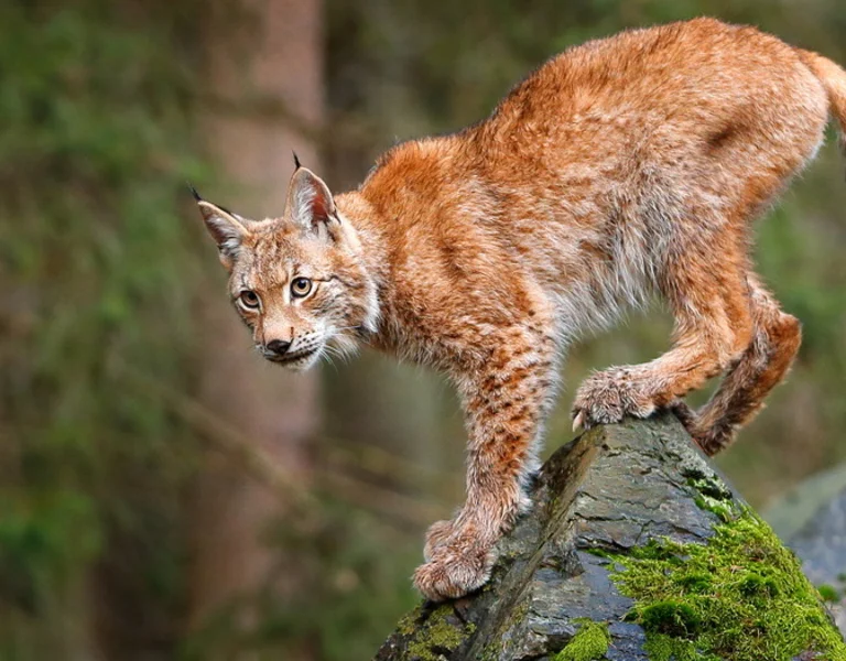 Vibrant Slovakian landscapes: Rolling green hills, serene lakes, and lush forests encapsulate the breathtaking natural beauty of Slovakia.