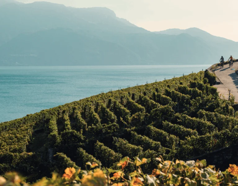 stunning landscape with vineyards and lake