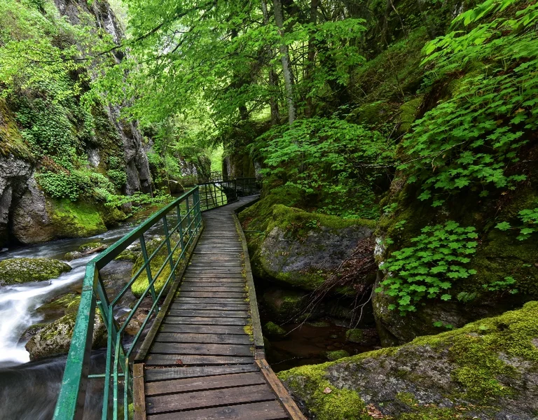 Bulgarian lush forest and a trek to be used to explore the woods.
