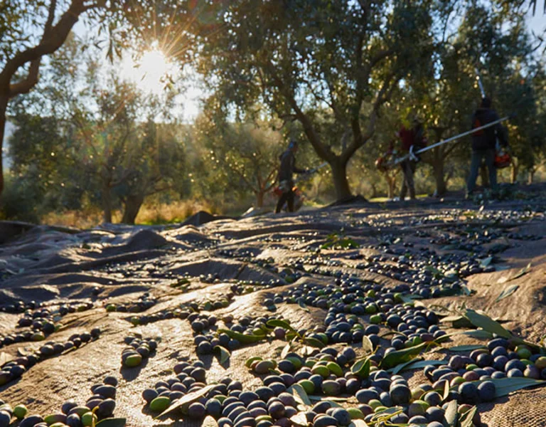 Olives on nets with workers harvesting in a grove at sunset.