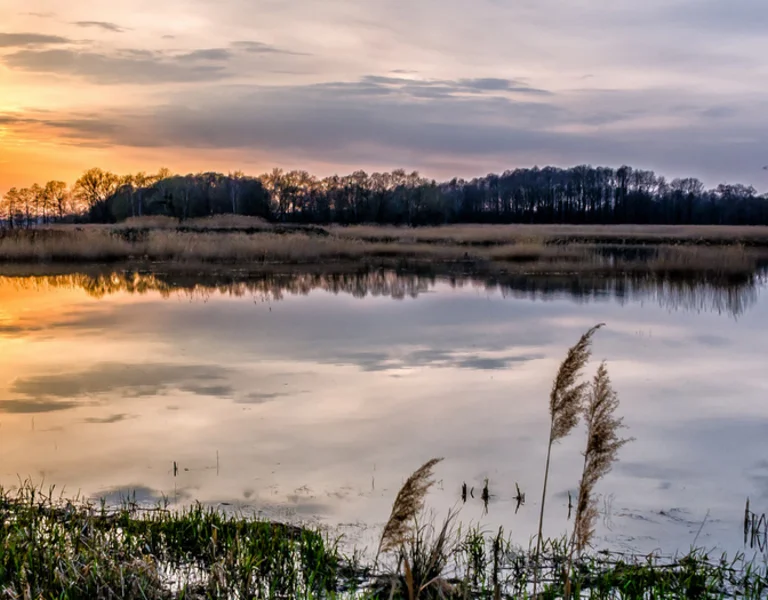 A serene sunset over a calm lake, reflecting clouds and trees, with tall grass framing the foreground.