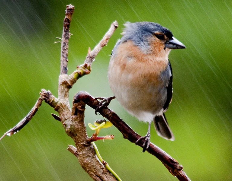 Azores chaffinch perched on a branch during rainfall.