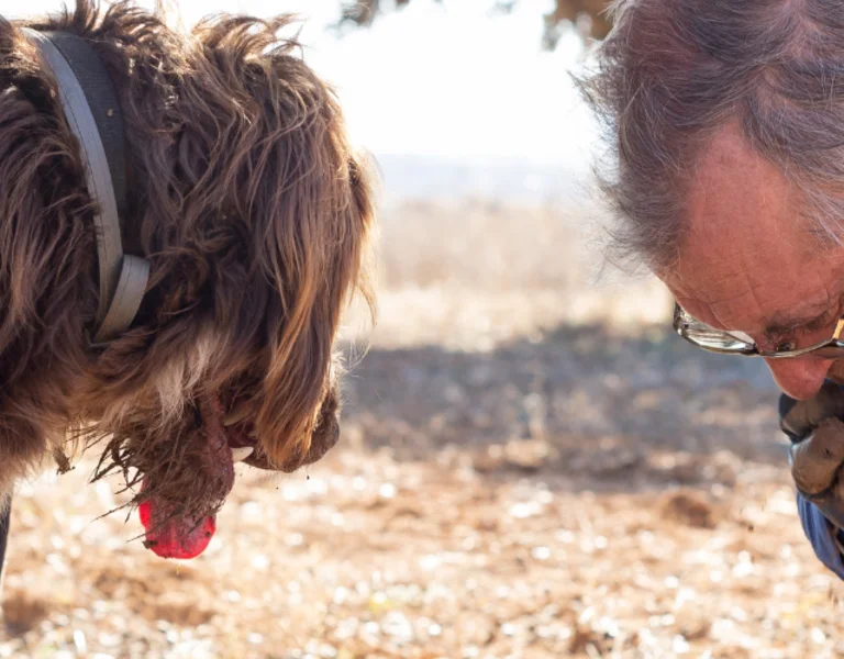 A man in blue overalls kneels on the ground, inspecting a hole while a large, shaggy dog watches attentively. The scene takes place outdoors in a rustic, wooded area, likely during a truffle hunt.