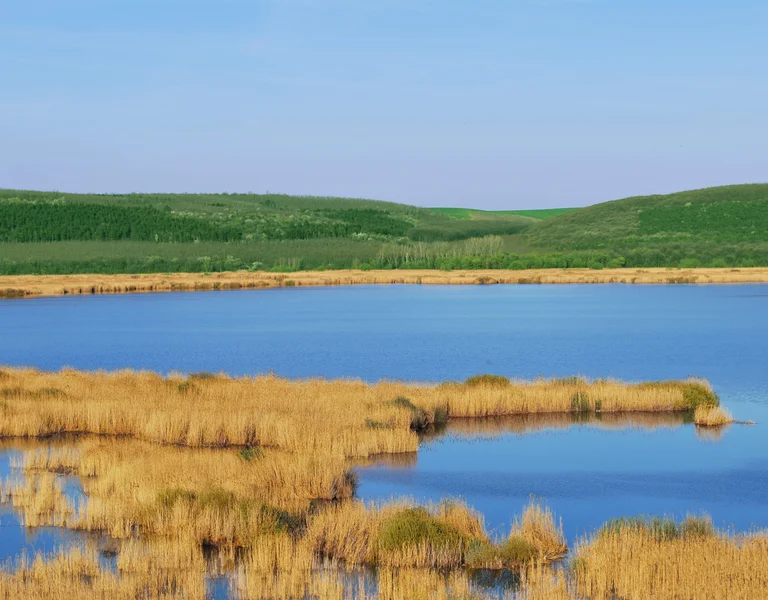 A wetland with tall golden reeds and a calm blue lake, surrounded by rolling green hills under a clear blue sky.