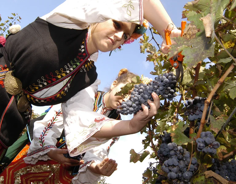 Two women in traditional attire harvest ripe blue grapes from a vine under a clear blue sky, using pruning shears.