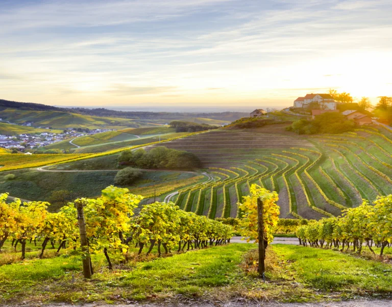 Golden sunset over terraced vineyards in Durbach, Baden wine region, Germany, with a winery on a hilltop overlooking the valley.