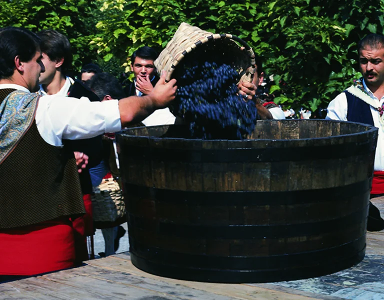 A group of people in traditional attire harvest grapes, pouring them into a large wooden barrel during a festive celebration.