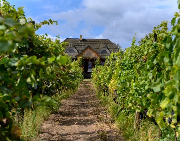 Pathway through rows of green vines leading to a rustic wooden house at Stara Winnica vineyard in Zielona Góra, Poland.