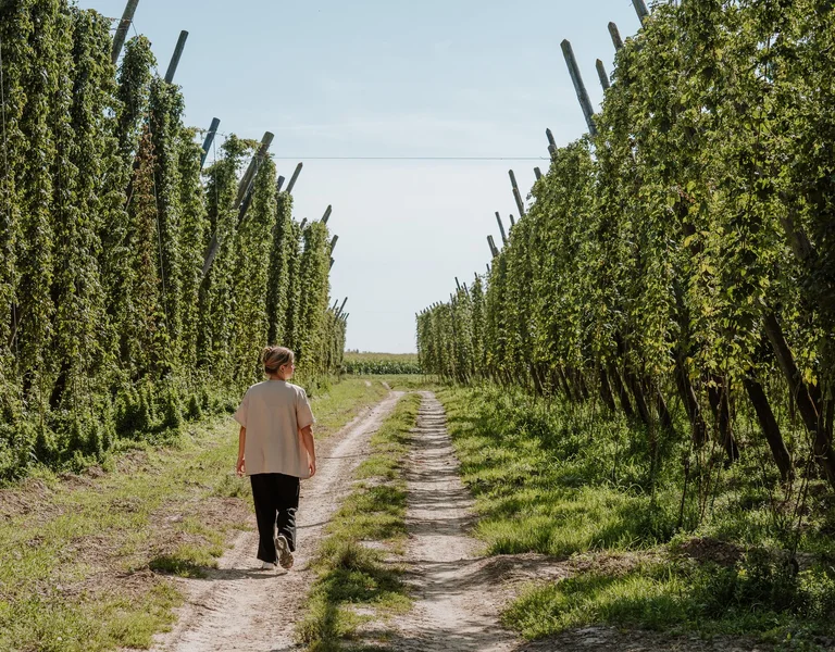 Woman walking between tall hop fields in Heuvelland, Belgium, on a sunny day.