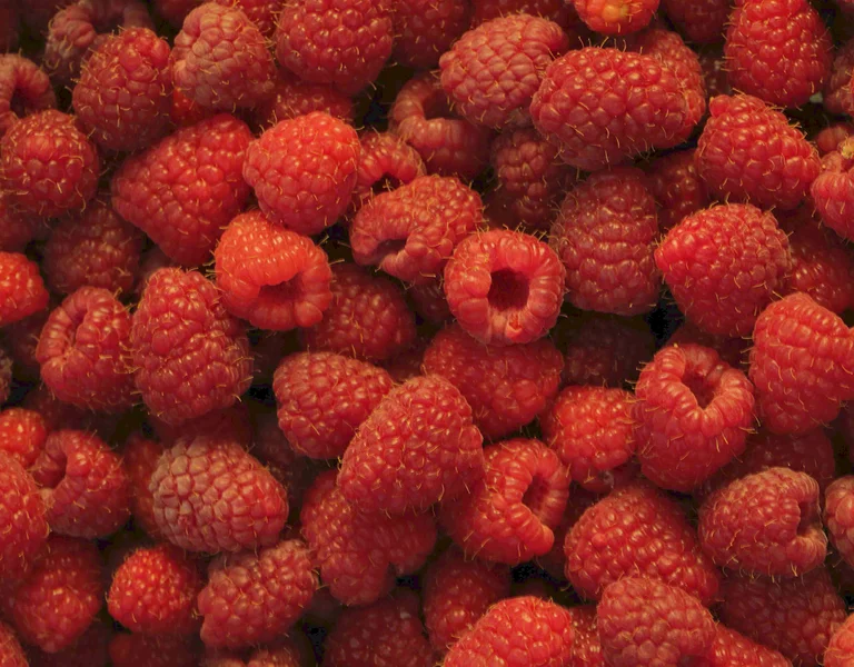 Freshly picked ripe raspberries, a signature Serbian fruit export, piled close together.