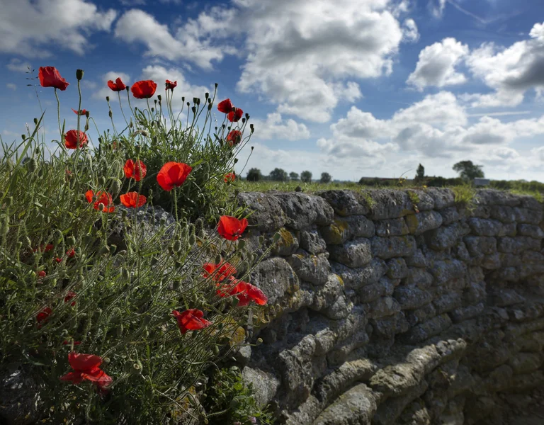 Sunny day with bright poppies growing on a stone wall, with a few clouds in the sky behind.