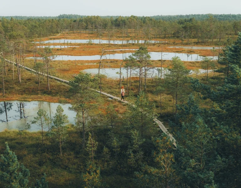 Aerial view of the Selisoo Nature Trail in Estonia, showing a wooden boardwalk through a bog landscape.