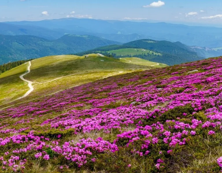 Pink rhododendron flowers covering a mountain slope with rolling green hills and distant blue peaks under a bright summer sky.