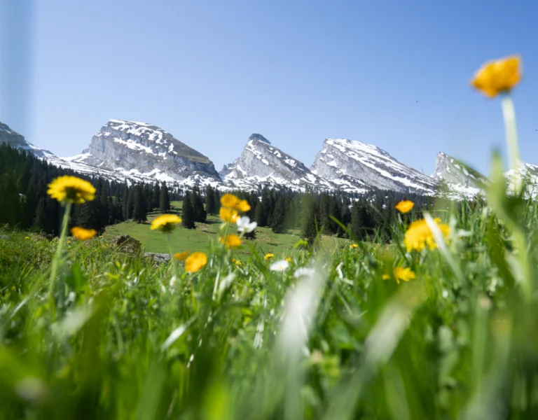 Wildflowers in a grassy meadow with snow-capped mountains in the background.