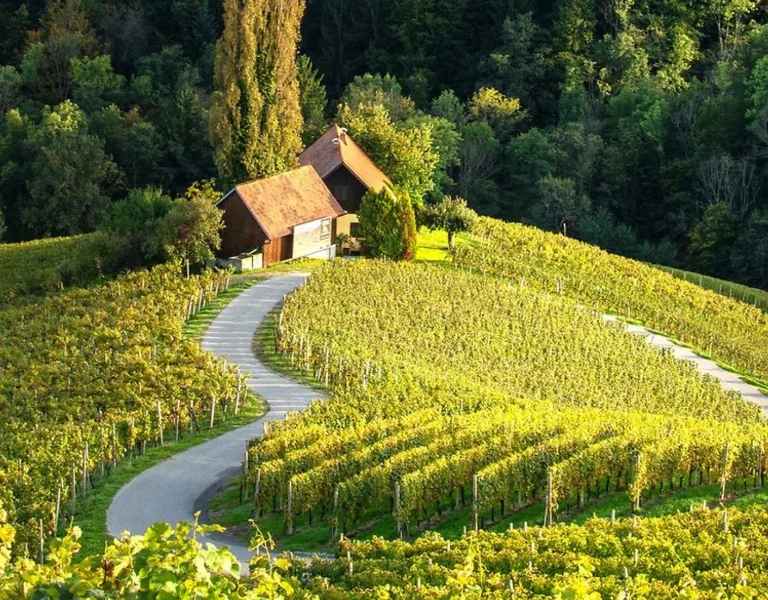 Heart-shaped vineyard road winding through green hills