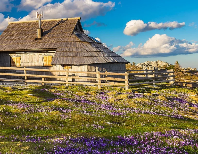 Wooden cabin on a hill with purple wildflowers and mountains under a blue sky with clouds.