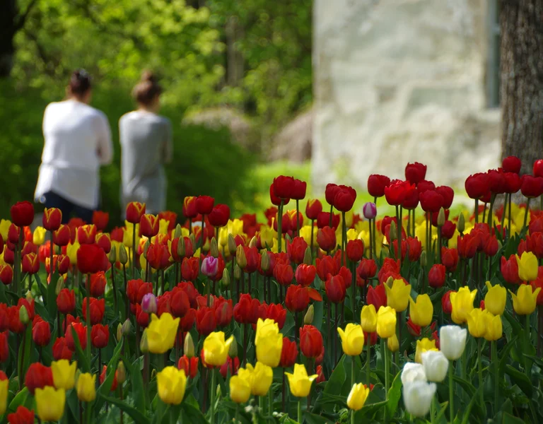 Red and yellow tulips blooming in a garden with two people walking in the background.