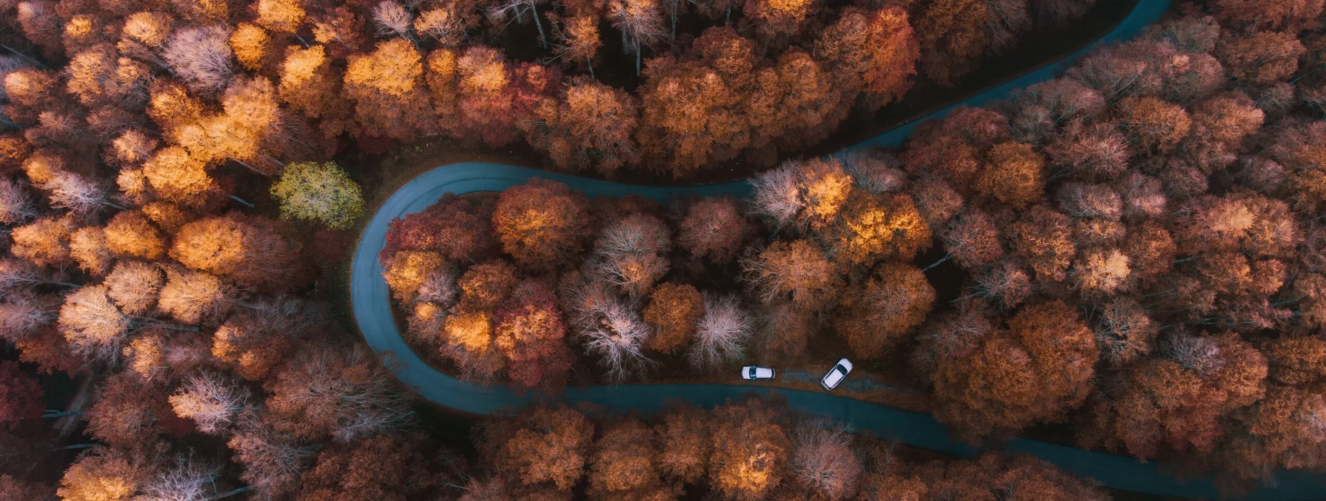 Autumn in Cansiglio Forest, Italy