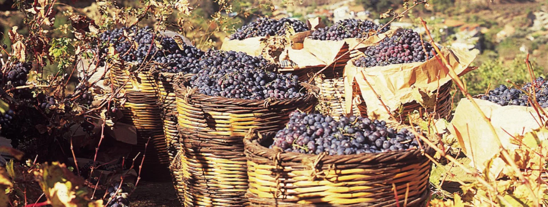 Track down and taste wines make with Mavro (red) and Xynisteri (white) grapes. They've been cultivated without interruption in Cyprus for centuries.