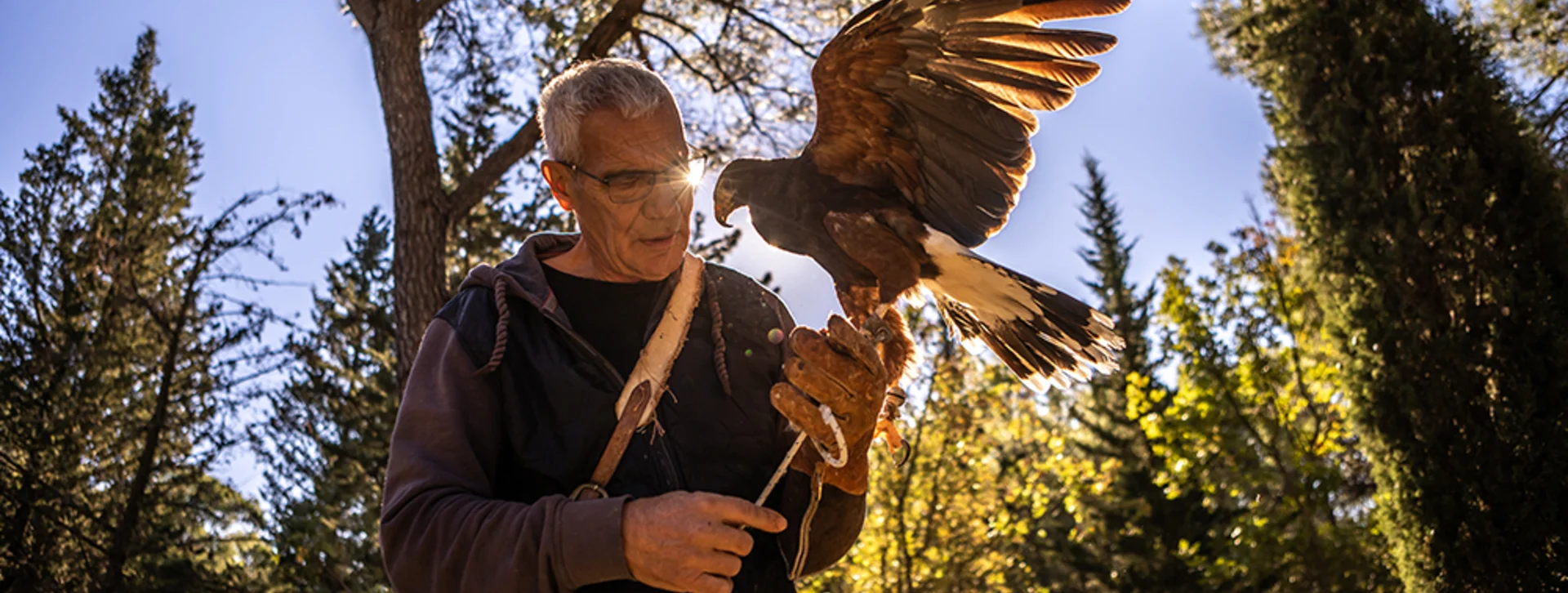 A falconer wearing a glove holds a bird of prey with outstretched wings, surrounded by tall trees and sunlight filtering through the forest.