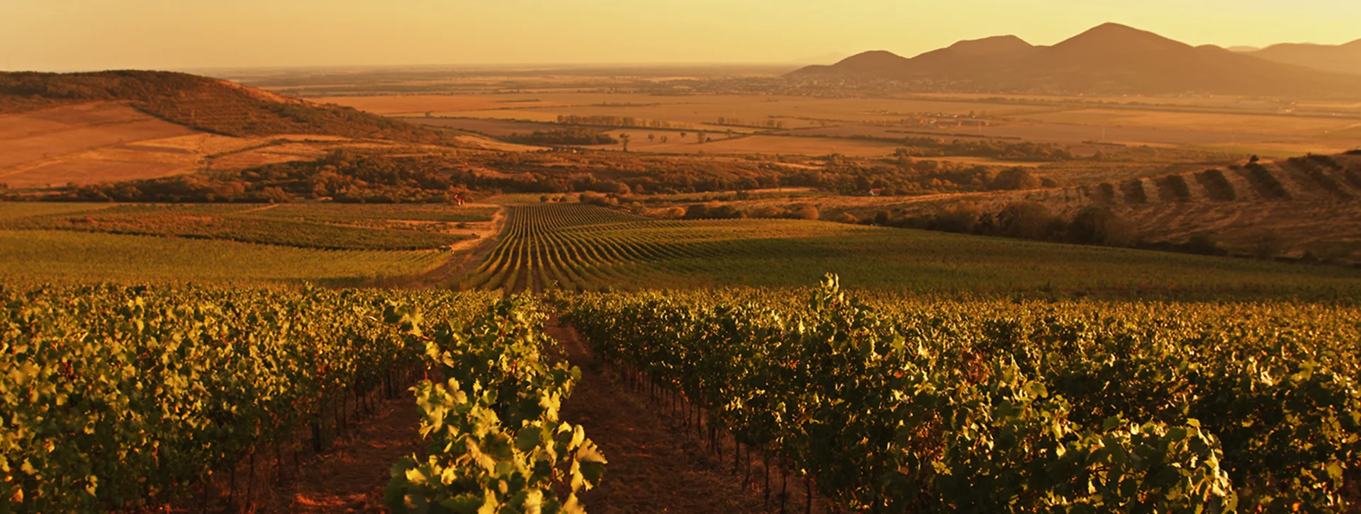 Tokaj vineyards in Slovakia at golden sunset with mountains in the background.