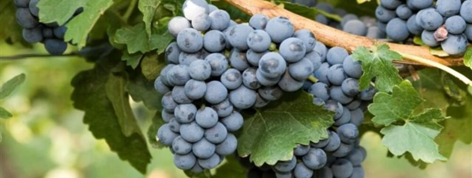 A close-up of a cluster of ripe blue grapes hanging from a vine, surrounded by vibrant green leaves in a vineyard setting.