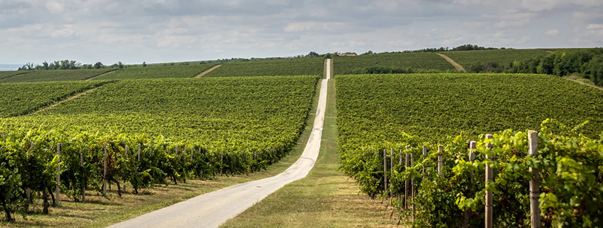 Long, straight road through green vineyards under a partly cloudy sky.