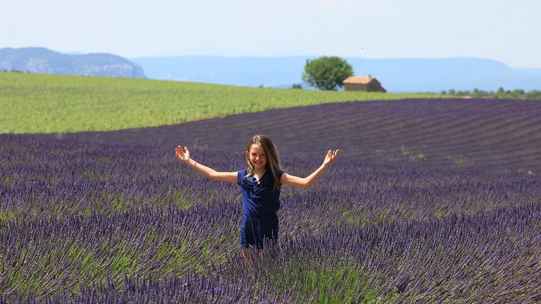 Lavender Fields, France