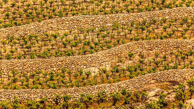Rows of stone walls in Peljesac vineyards