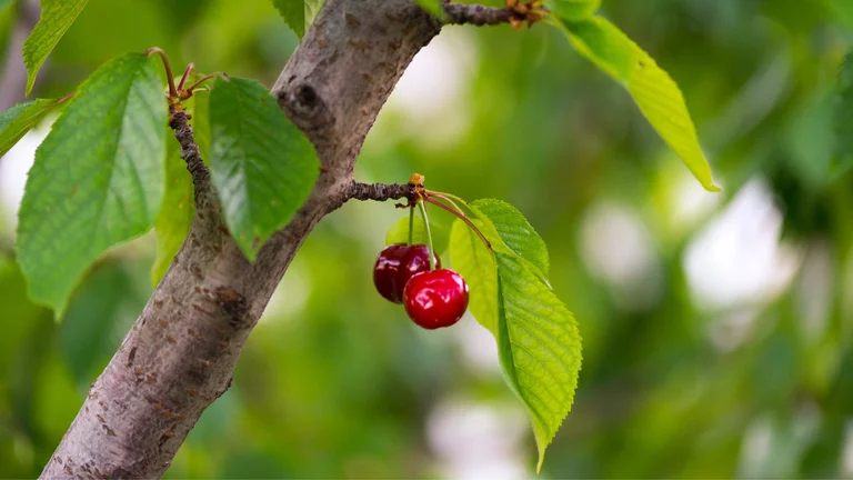 Tasty fruit on cherry trees, Cyprus.