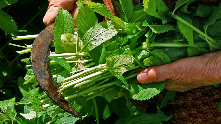 Herbs in Cyprus will leave you with a beautiful scent memory.