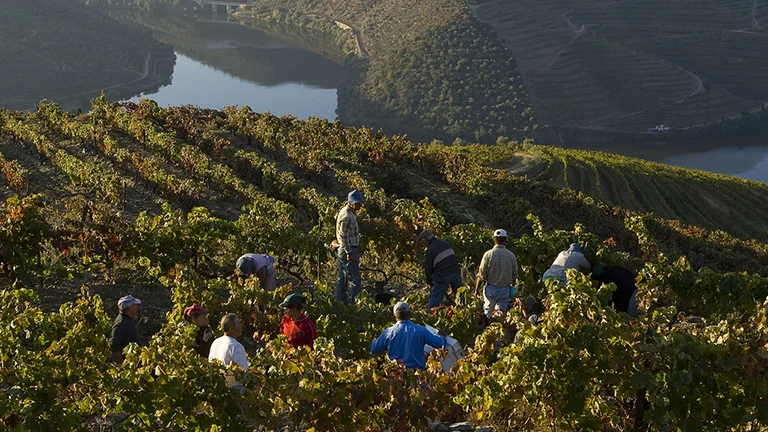Douro, Portugal.