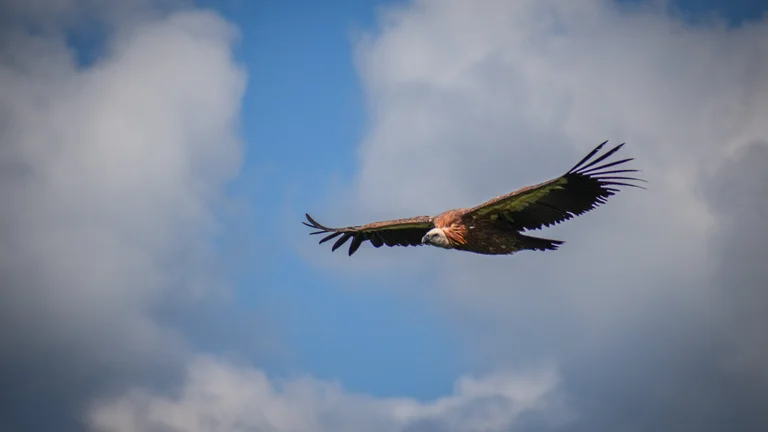 Watch the sky for griffon vultures in Serbia's regional park