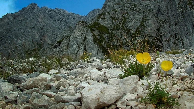 FInd hardy flower species in the rocky Bucegi Mountains