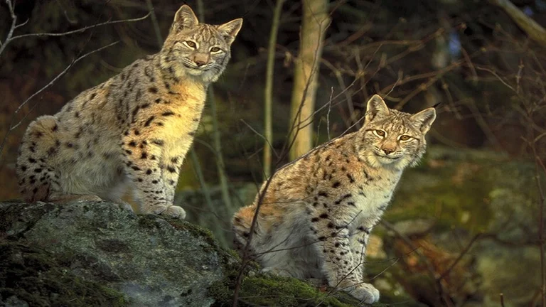 You'll need extreme luck to see the shy lynx of the Carpathians