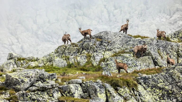 Cross your fingers and you may meet a Tatra chamois