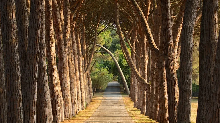 Wander quietly among trees in Brijuni National Park