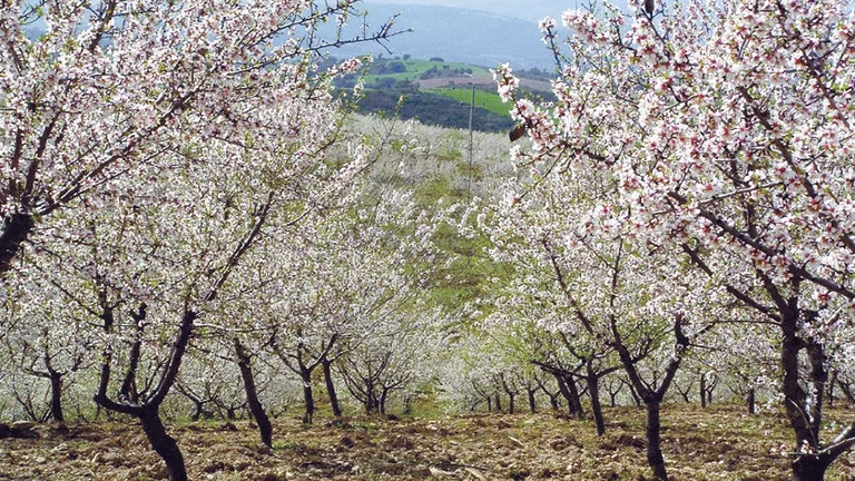 Orchard of blossoming trees with white flowers, rolling hills in the background.