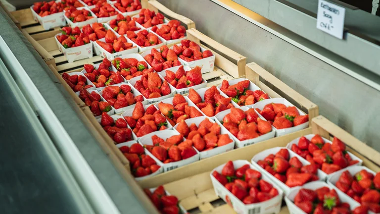 A market stall in Locarno filled with fresh, ripe strawberries neatly packed in small wooden baskets, ready for sale.
