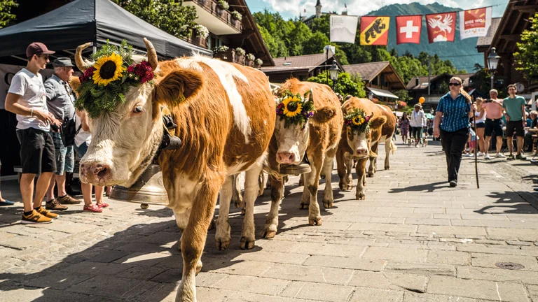 A traditional Swiss cattle descent parade in Gstaad, featuring cows adorned with floral wreaths and large bells, walking through a picturesque alpine village with Swiss flags hanging above the street.