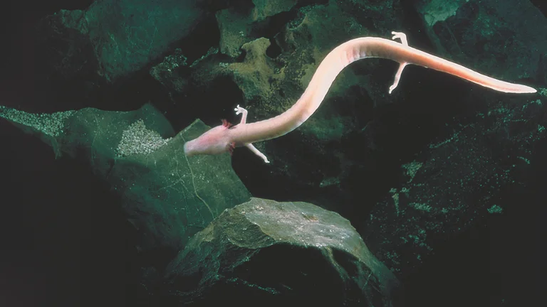A pale pink eel-like creature, possibly a caecilian, glides through dark waters over textured rocks.