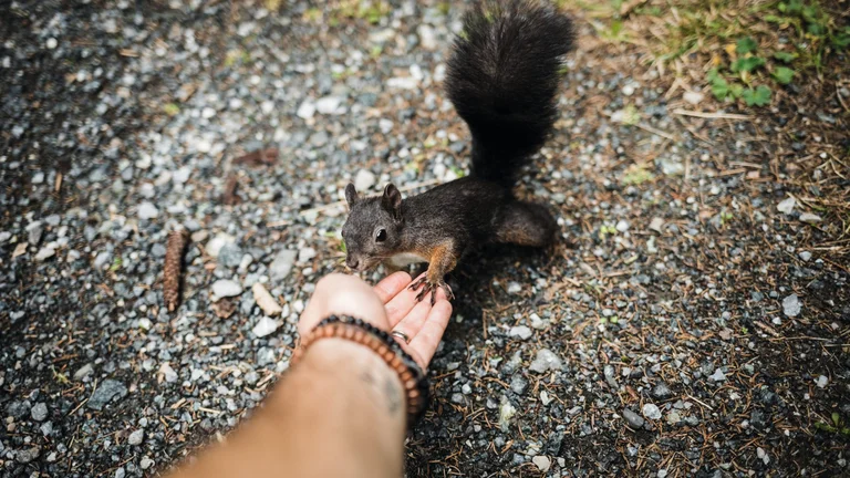 A squirrel approaches a person’s hand, surrounded by pebbles and grass in a natural outdoor setting.