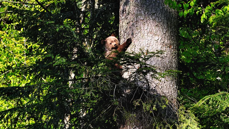 A playful brown bear cub clings to a tree branch, surrounded by lush green foliage in a sunlit forest.